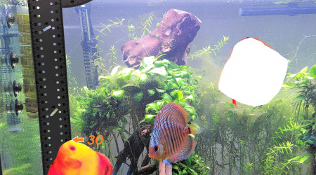 Petite astuce maison pour mesurer ses discus