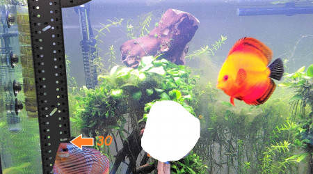 Petite astuce maison pour mesurer ses discus