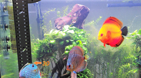 Petite astuce maison pour mesurer ses discus