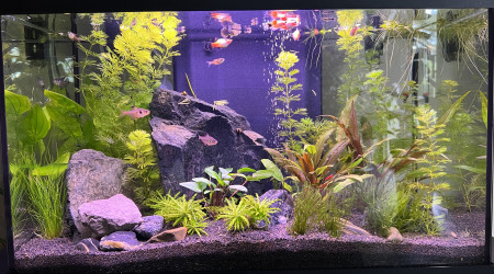 aquarium Sam 60L