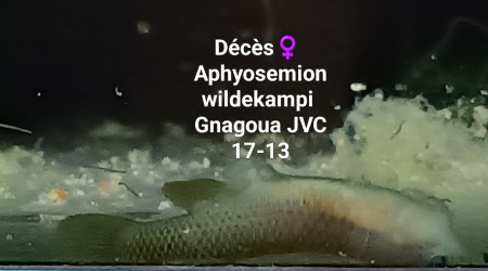 ♀️ Aphyosemion wildekampi Gnagoua JVC 17-13