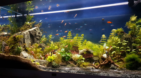 aquarium Merveille