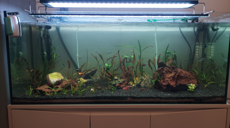 aquarium mon aqua comunautaire