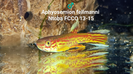 ♂️ Aphyosemion fellmanni Ntoba FCCO 13-15