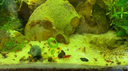 famille crevettes à table