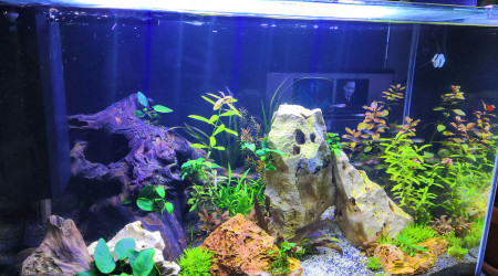 aquarium Amazonien