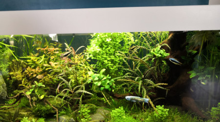 Une nouvelle espèce dans l'aquarium ?