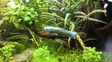 Une nouvelle espèce dans l'aquarium ?