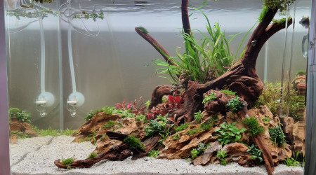 aquarium Aquascape