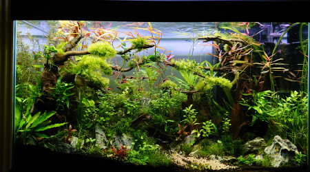 Bornéo S+10 bac 200l communautaire