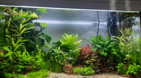 aquarium 240 litres