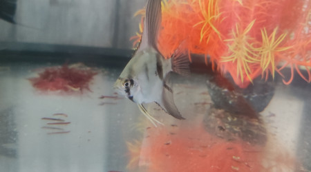 aquarium Vend petite femelle scalaire d 1 mois et demi