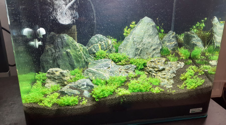 aquarium Iwagumi Scapers 35L