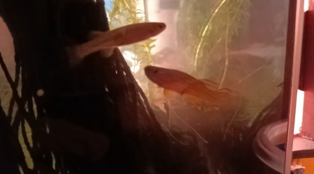 Aphyosemion striatum Ncolamvan GEMHS 00-33