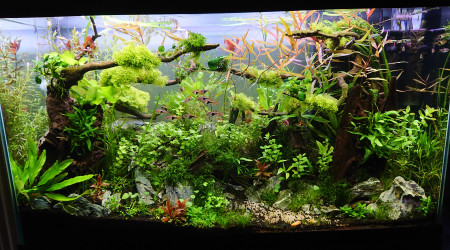 Bornéo L'univers du Chaos