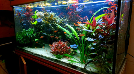 aquarium 300 L