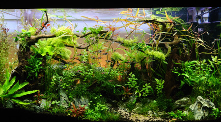 Un couché de soleil à Bornéo