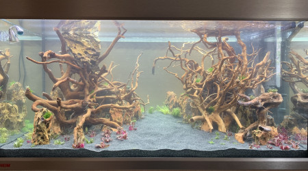 Plantation et mise en eau