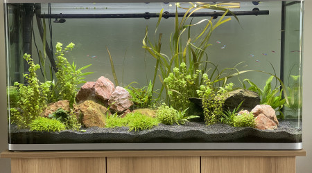 Début traitement anti algues