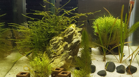 aquarium Nano 30 l