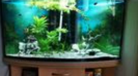 aquarium Désastre