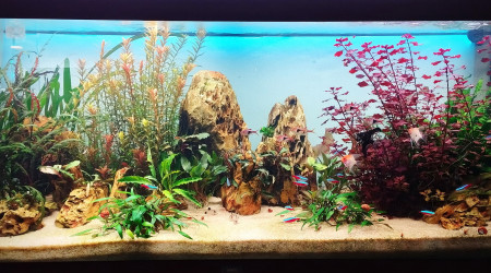 aquarium nouveau bac asia 240l