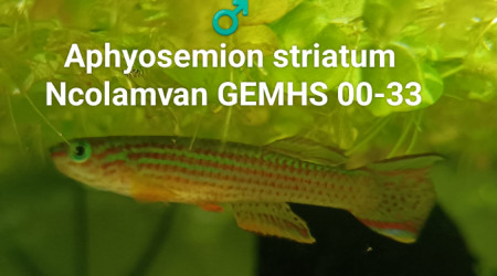 ♂️ Aphyosemion striatum Ncolamvan GEMHS 00-33