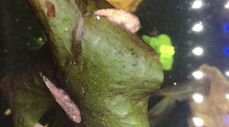 Gastromyzon borneensis