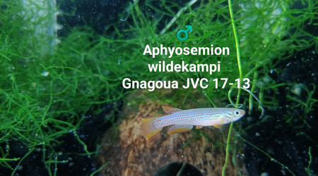 ♂️ Aphyosemion wildekampi Gnagoua JVC 17-13
