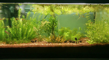 Bac 60 L (Fundulopanchax nigerianus)