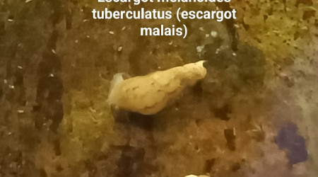 Escargot melanoides tuberculatus (escargot malais)