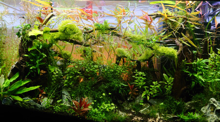 Bornéo S+13  200l communautaire