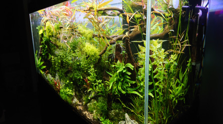 Bornéo S+13  200l communautaire