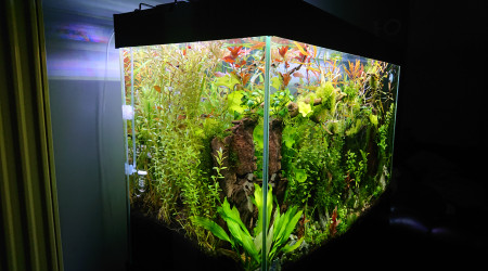 Bornéo S+13  200l communautaire