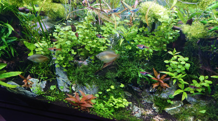 Bornéo S+13  200l communautaire