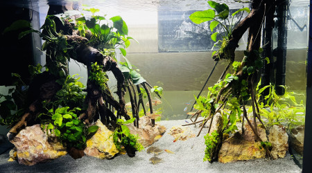 aquarium Osaka racines et anubias