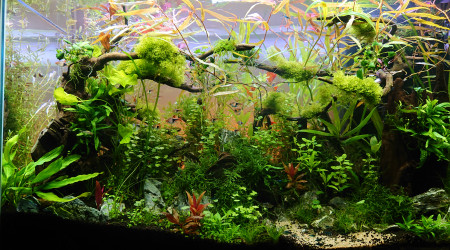 Bornéo S+14  200l communautaire