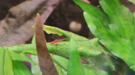 Et de deux alevins !