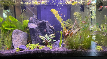 Réorganisation plantation