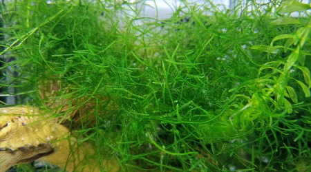 ♂️ Fundulopanchax scheeli