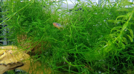 ♂️ Fundulopanchax scheeli