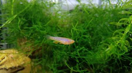 ♂️ Fundulopanchax scheeli