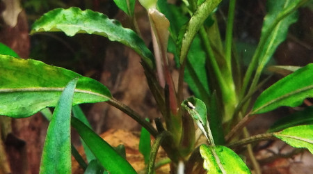 Bucephalandra Kapuas Hulu