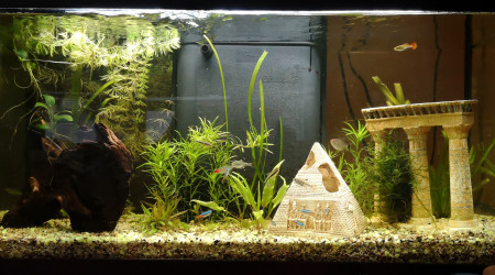 aquarium Aqua 100l