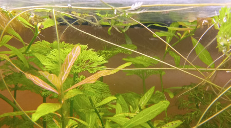 Naissance de bébé guppy