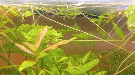 Naissance de bébé guppy