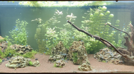 aquarium Juwel Rio 450