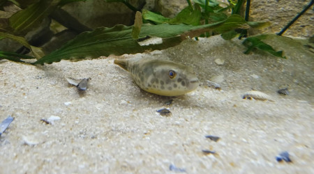 Arrivé d'un nouveau puffer, un Schoutedeni du Congo.