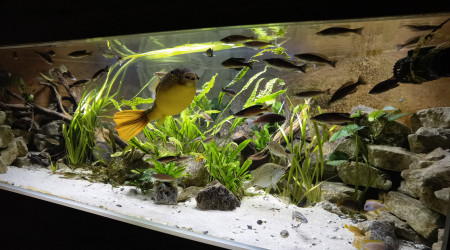 Arrivé d'un nouveau puffer, un Schoutedeni du Congo.