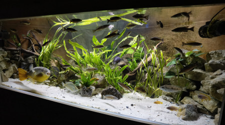 Arrivé d'un nouveau puffer, un Schoutedeni du Congo.